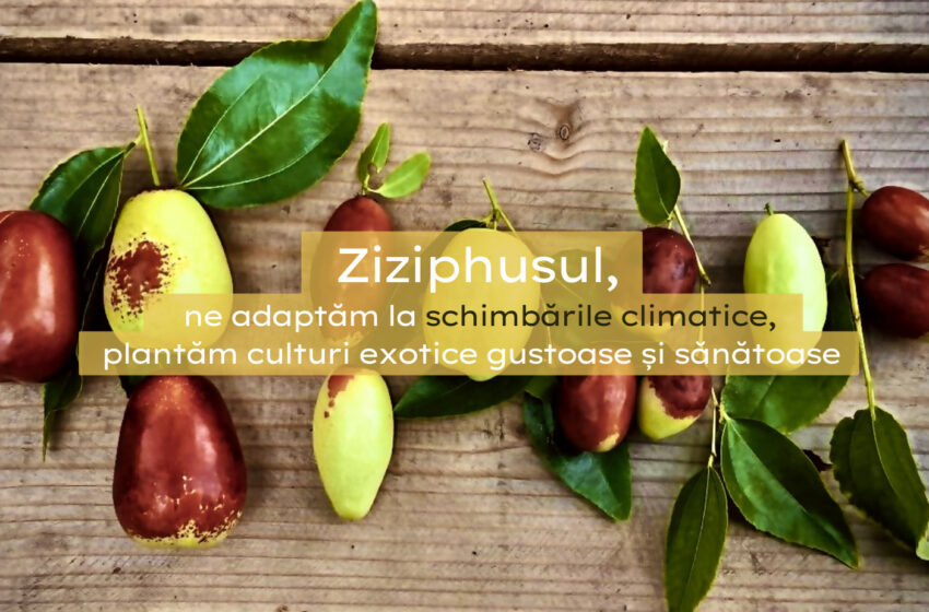  Ziziphus – un pom exotic care ar putea să crească și în grădinile noastre