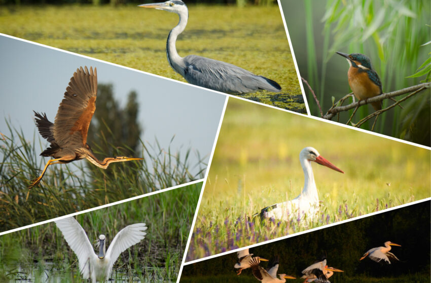  Ziua Internațională a Păsărilor – ce specii vedem anul împrejur și ce specii întâlnim sezonier la noi în țară?