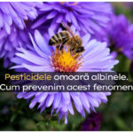 Pesticidele omoară albinele. Dacă nu prevenim acest fenomen, ne putem pomeni cu o catastrofă ecologică