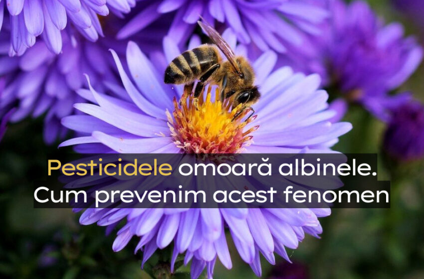  Pesticidele omoară albinele. Dacă nu prevenim acest fenomen, ne putem pomeni cu o catastrofă ecologică