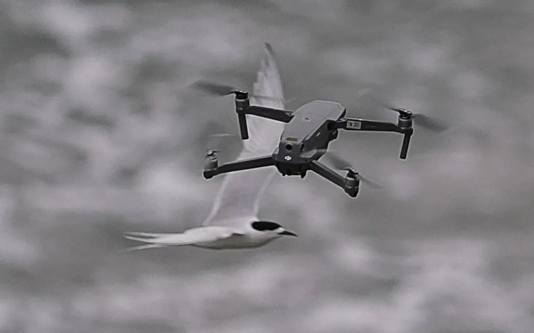 Dronă fotografiată zburând printre stoluri de chire cu frunte albă. Foto: Simon Runting
