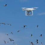 Dronele în zbor – un pericol pentru păsări. „O încercare sinceră și nevinovată de a filma se transformă într-o hărțuire”
