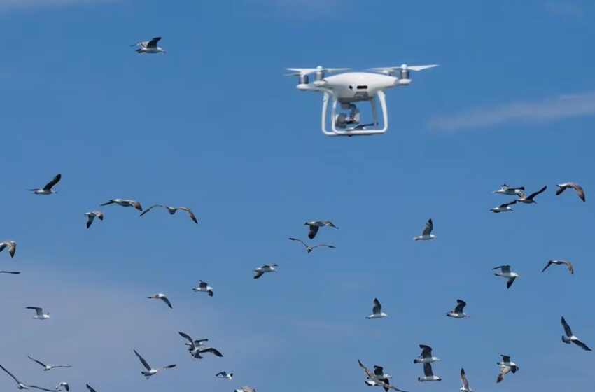  Dronele în zbor – un pericol pentru păsări. „O încercare sinceră și nevinovată de a filma se transformă într-o hărțuire”