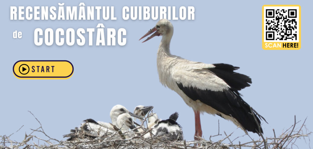Sursa foto: Societatea pentru Protecția Păsărilor și a Naturii din Republica Moldova