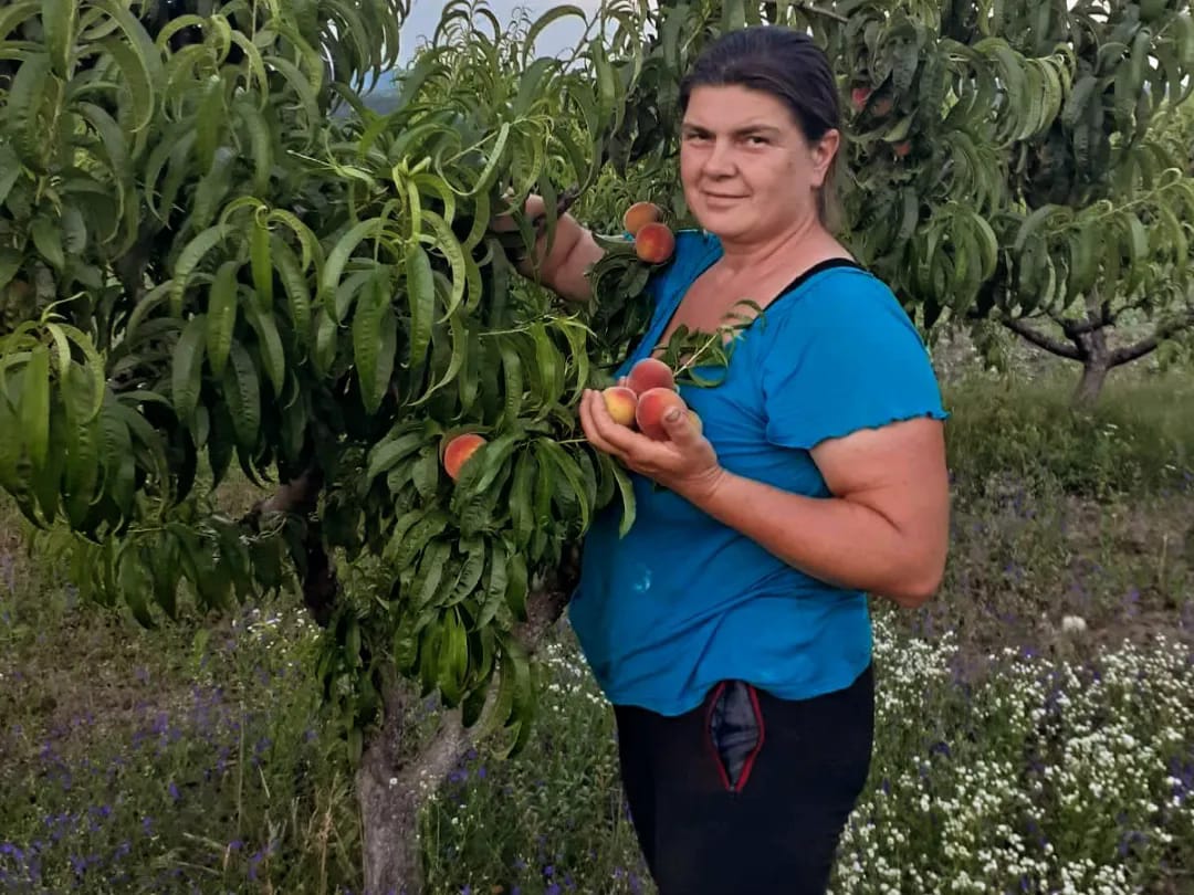 Piersici culeși de Vera Druță. Sursa foto: EcoLocal