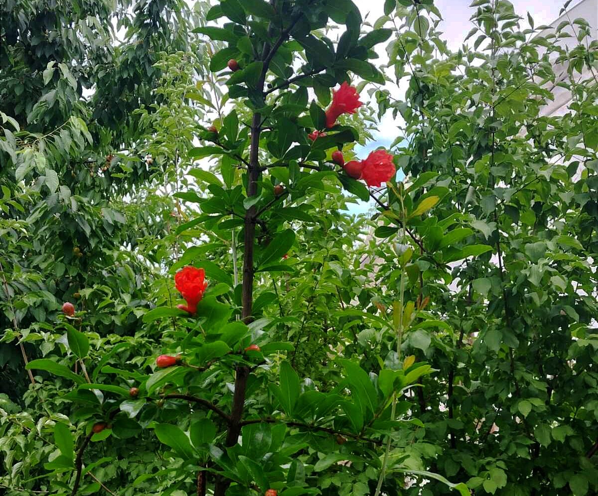 Floriile de rodii din acest an. Foto: Arhiva personală