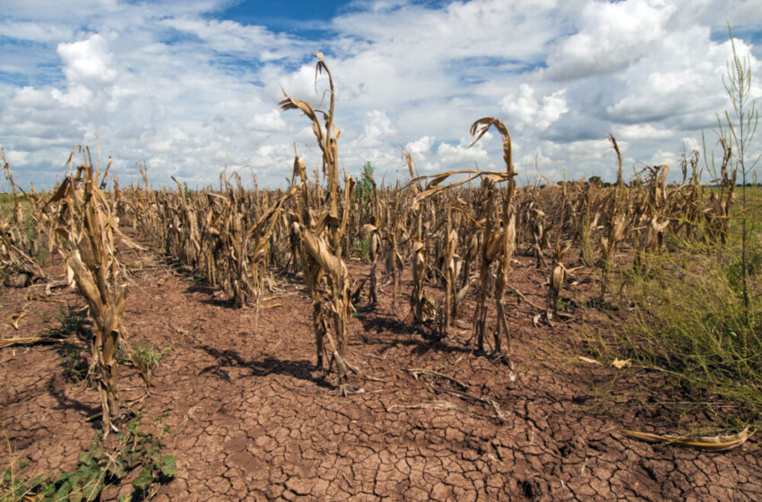  Semnele arată că Republica Moldova se transformă în deșert. Cum să acționăm acum, când schimbările climatice ne dau viața peste cap