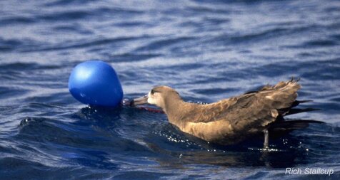 Albatros cu picioare negre cu balon din latex. Foto: Rich Stallcup