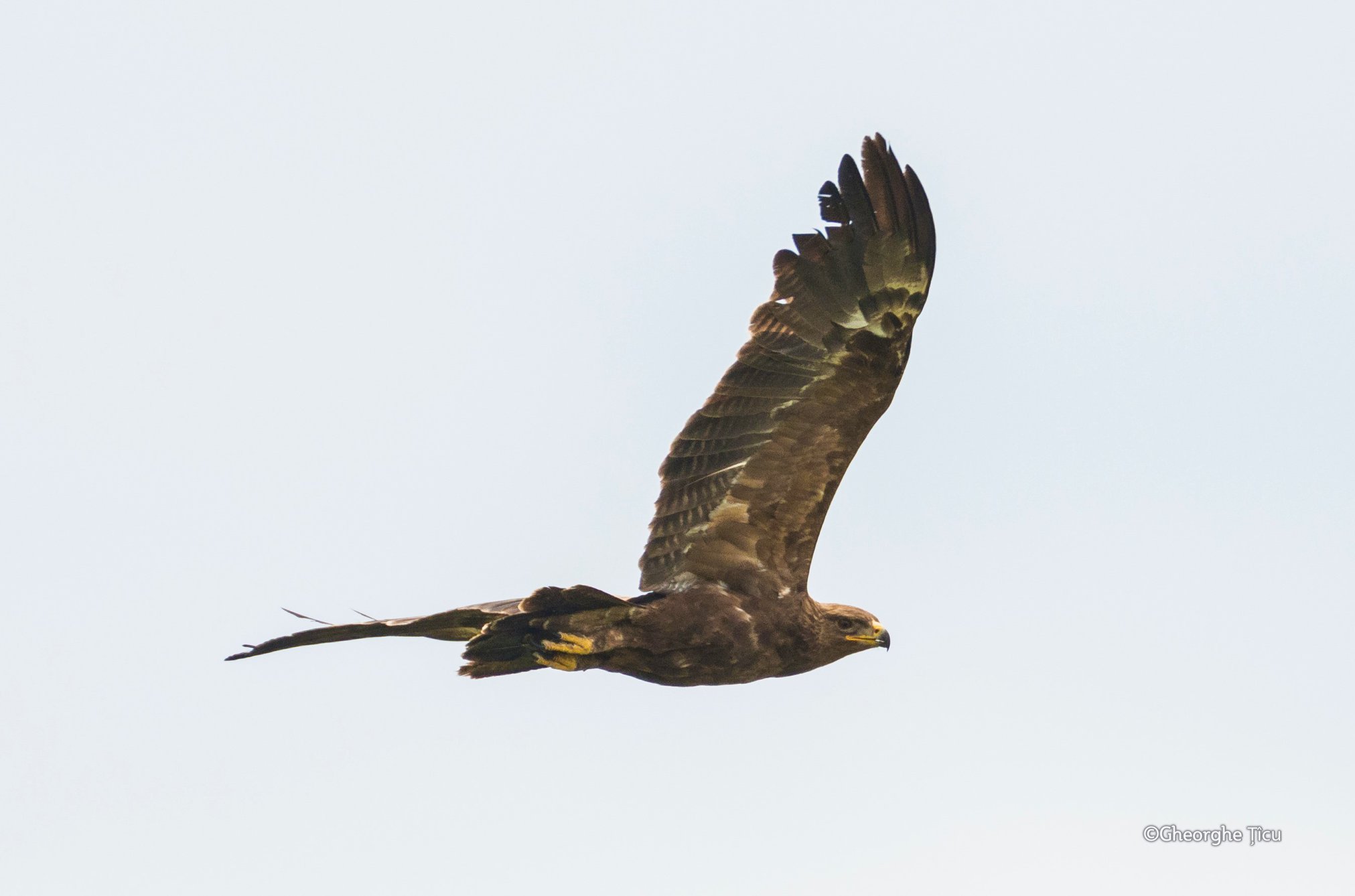 Acvila țipătoare mică (Aquila pomarina) surprinsă după un eșec la vânătoare pe un câmp din apropierea orașului Orhei. Foto: Gherghe Țîcu