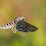 VIDEO: Fluturele ce seamănă cu pasărea colibri – o insectă fascinantă și un polenizator prețios