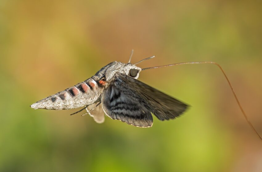  VIDEO: Fluturele ce seamănă cu pasărea colibri – o insectă fascinantă și un polenizator prețios