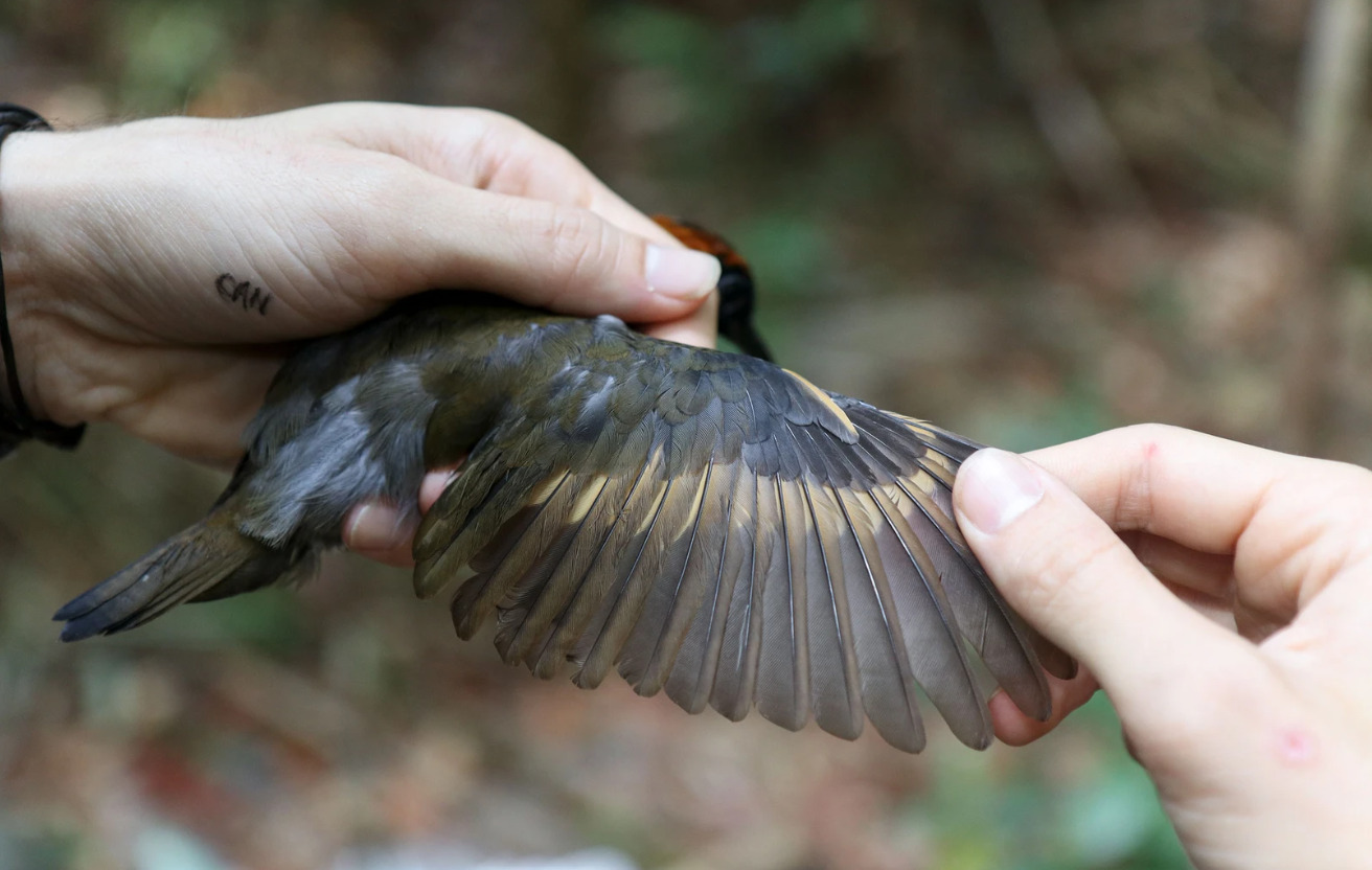 Aripa întinsă a unui Antthrush Rufous, una dintre multele specii de păsări amazoniene care aparent a devenit mai ușoară și a crescut aripi mai lungi începând cu anii 1980. Oamenii de știință bănuiesc că schimbările climatice se află în spatele acestei tendințe. Foto: Vitek Jirinec