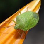 (FOTO) Ploșnița verde a tomatelor – încă o insectă invazivă care ne mănâncă fructele și legumele