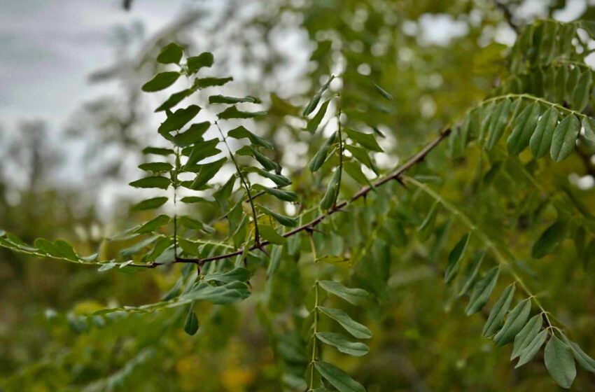  Salcâmul – specie invazivă. Îl plantăm sau nu?