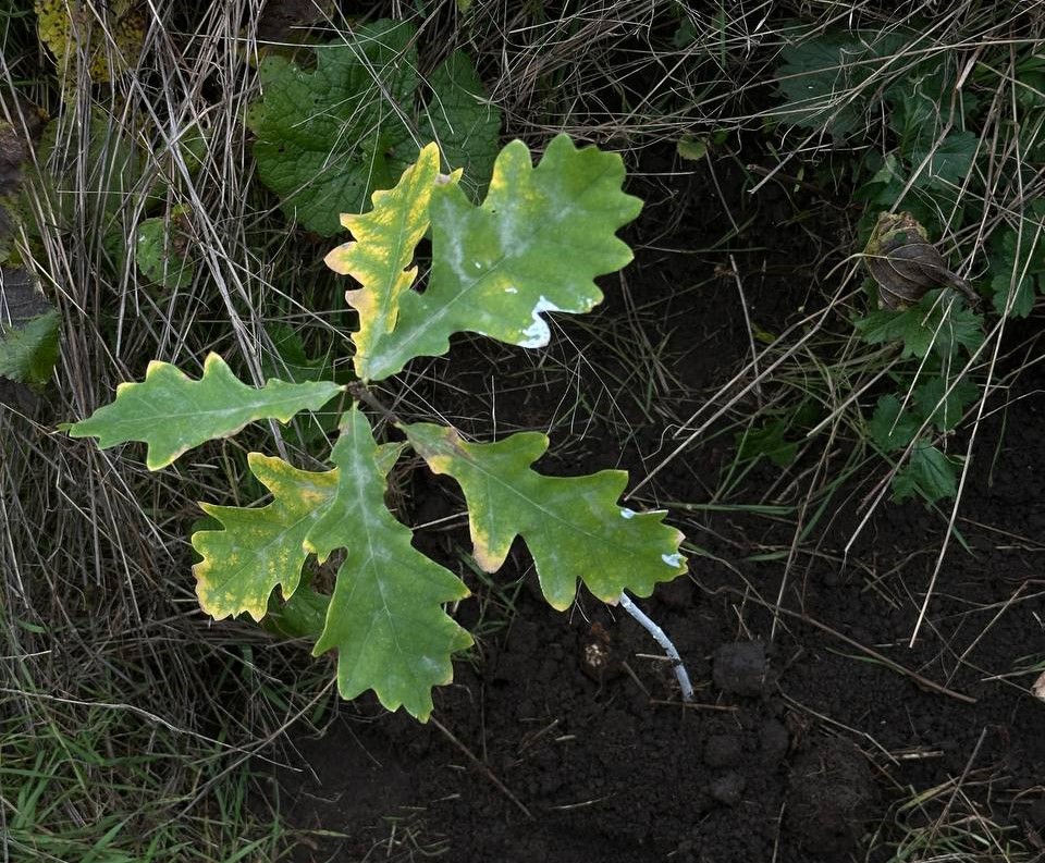 Puiet de stejar proaspăt plantat în această toamnă la Hârbovăț, Anenii Noi. Foto: Ludmila Hițuc