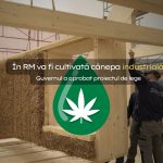 În RM va fi cultivată cânepa industrială – Guvernul a aprobat proiectul de lege