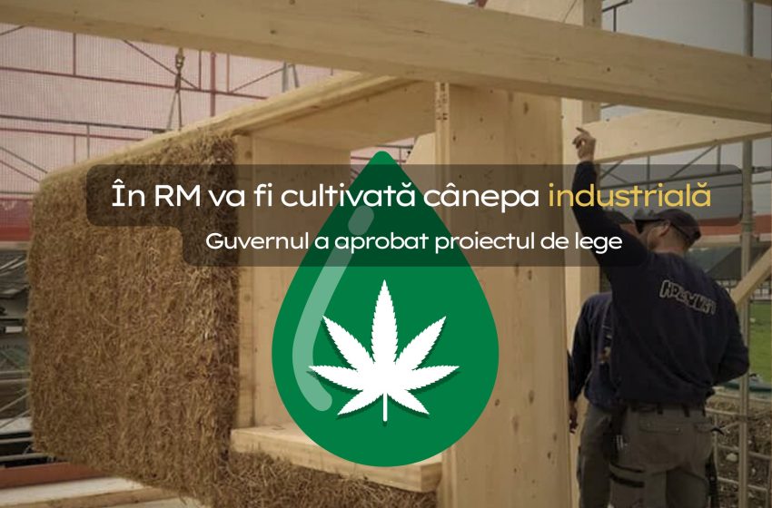  În RM va fi cultivată cânepa industrială – Guvernul a aprobat proiectul de lege