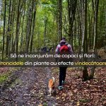 Un secret uimitor al naturii: pădurea și plantele vindecă oamenii și mediul datorită fitoncidelor