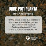 Un an cu „Generația Pădurii”! Participi la împădurirea din 16-17 noiembrie? Iată cum alegi terenul pe care vei planta copaci