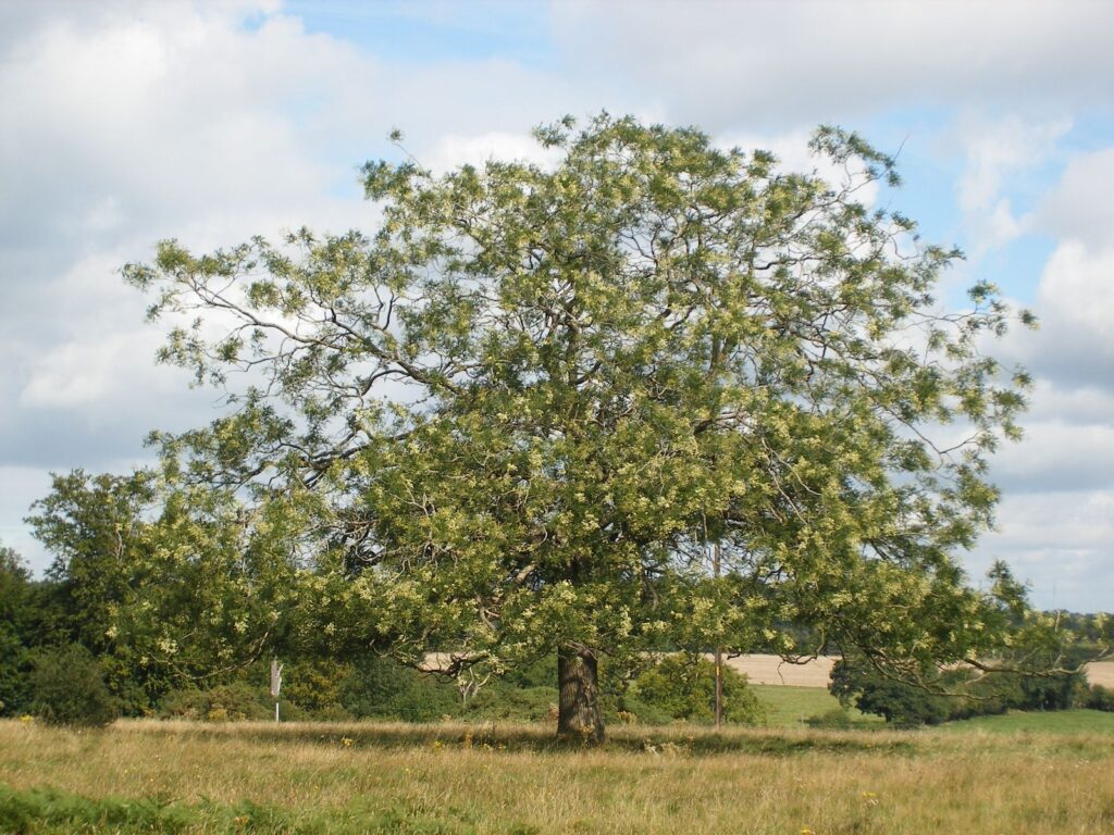 Sophora japonică. Sursa foto: treesandshrubsonline.org