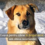 Cușca bună pentru câine în timpul iernii și de ce „paznicul” gospodăriei nu trebuie ținut pe lanț