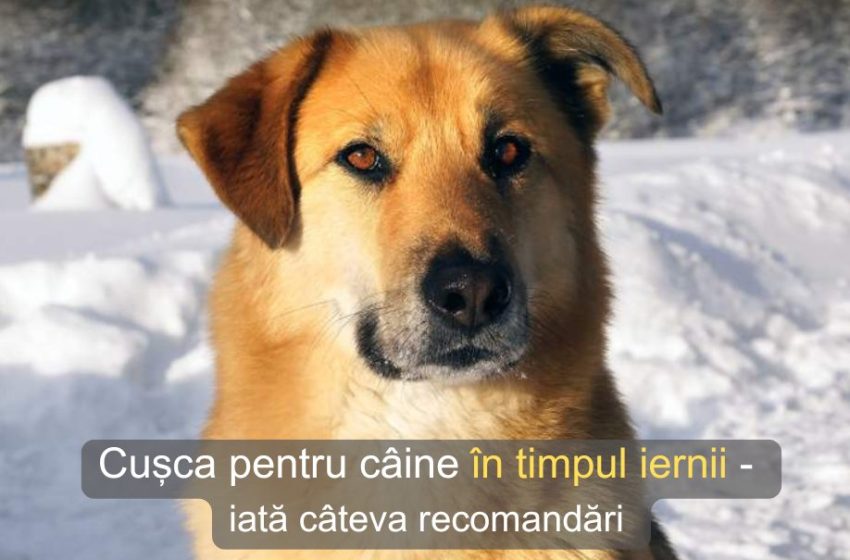  Cușca bună pentru câine în timpul iernii și de ce „paznicul” gospodăriei nu trebuie ținut pe lanț