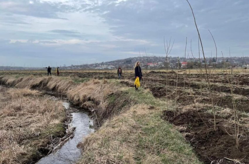  Conexiunea dintre pădure și apă: iată cum funcționează