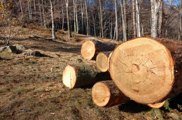  Tăierea copacilor este necesară uneori: cine decide amploarea „lucrărilor sanitare” și cât lemn de foc extragem din păduri