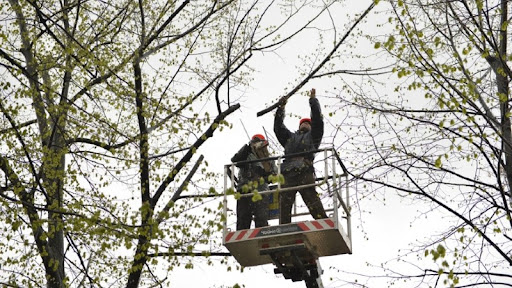 Lucrări planificate de curățare sanitară și tăieri de igienă a arborilor în mun. Chiținău. Sursa foto: new.chisinau.md