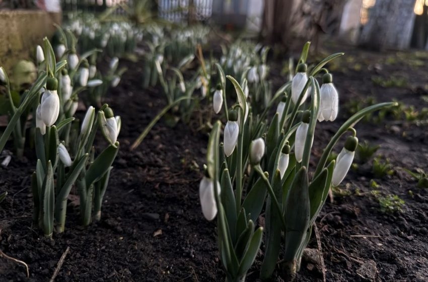  Iarnă fără zăpadă și ghiocei înfloriți în ianuarie – semnele încălzirii globale sunt evidente în Republica Moldova