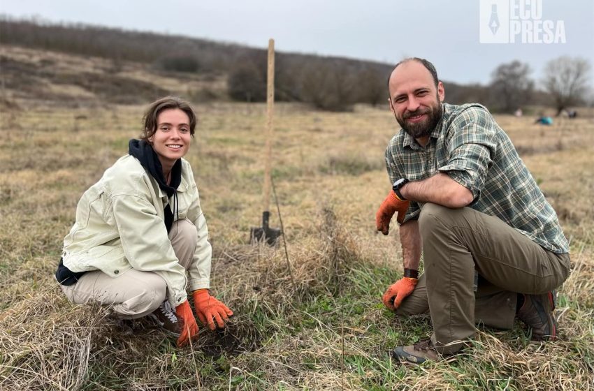  [FOTO] Mai vrem la plantări, ne-a plăcut. 1500 de puieți plantați la Balțata