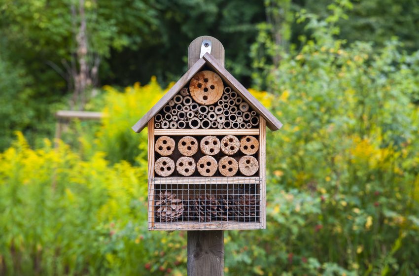  Hotelul pentru insecte ne ajută să ținem sub control dăunătorii din grădina noastră