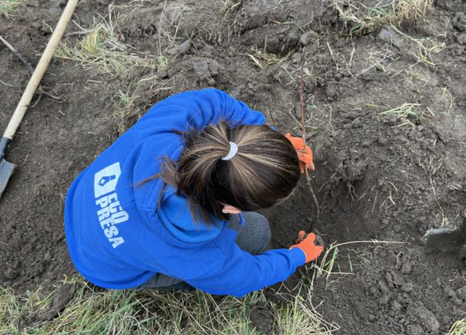  Cum să plantăm corect copacii pentru a crește o pădure sănătoasă