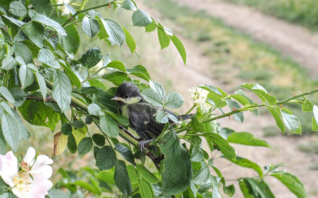 Pui de pițigoi mare (Parus major). Foto: Cristina Kifa