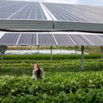 Sistemul agrofotovoltaic: prinzi doi iepuri dintr-o dată – energie electrică și producție agricolă