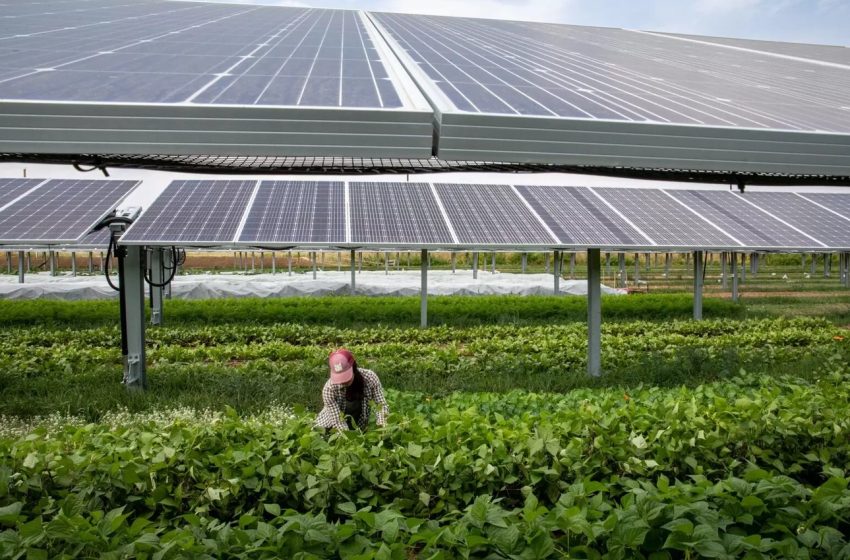  Sistemul agrofotovoltaic: prinzi doi iepuri dintr-o dată – energie electrică și producție agricolă