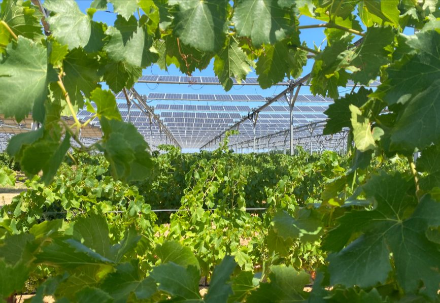 Vița-de-vie sub panouri fotovoltaice. Sursa foto: Sun'Agri