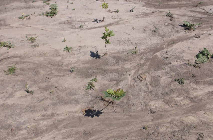 Captarea apei de ploaie, împădurirea și prevenirea incendiilor: cum se adaptează comunitățile locale la schimbările climatice