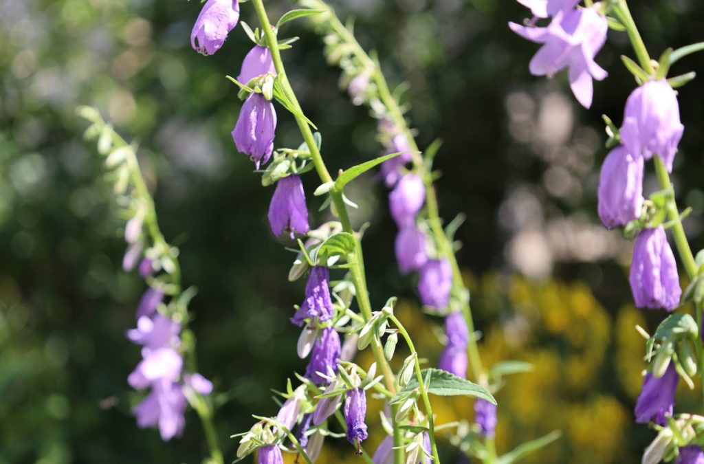 Campanula rapunculoides L. și Genista elata (Moench ) Wender = clpoțel rapioid și drob înalt. Foto: Sergiu Guțu