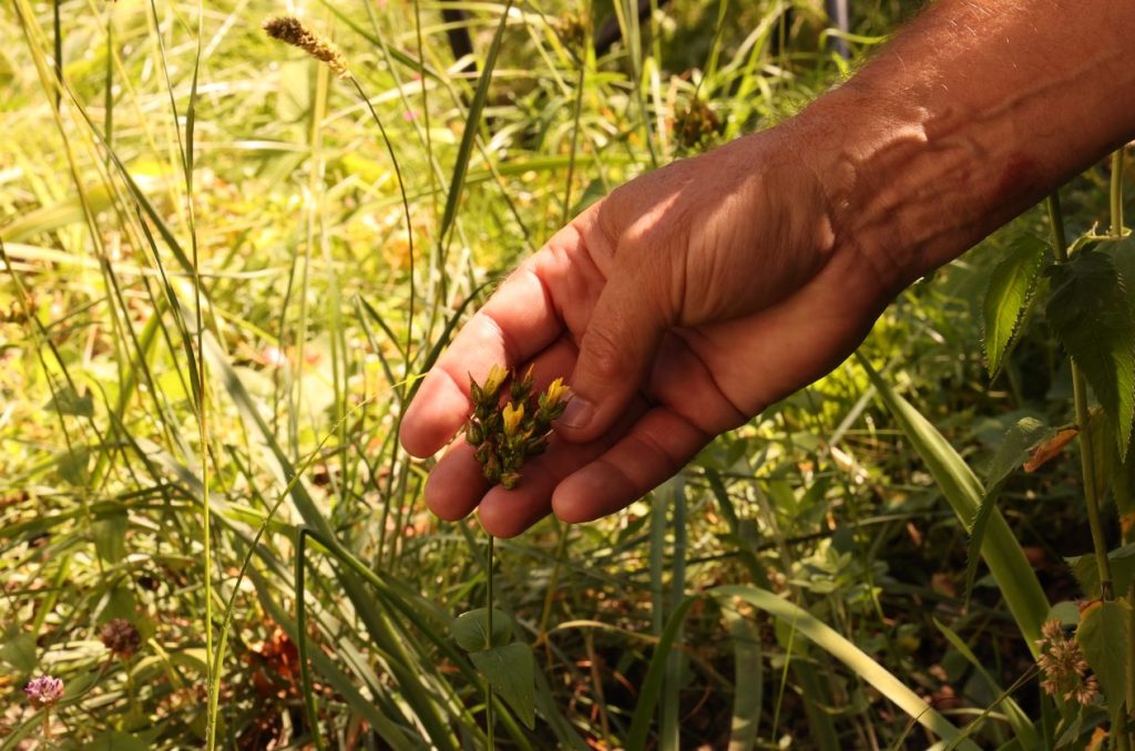 Hypericum montanum L. - sunătoare -montană, inclusă în Cartea Roșie, specie critic periclitată. Foto: Sergiu Guțu