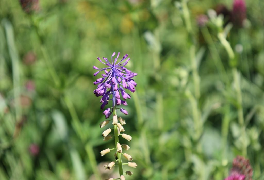 Leopoldia tenuiflora (Tausch) Helder. = leopoldie tenuiflorăâ