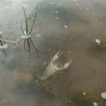 Amoniac, produse petroliere, fecale în Răut – al doilea caz de poluare în mai puțin de o lună în Rezervația Cultural-Naturală „Orheiul Vechi”