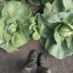 O invitație în grădinile fermierilor moldoveni. Vezi cum poți participa și tu