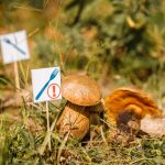 Expoziție de ciuperci proaspete: comestibile și toxice, la Grădina Botanică