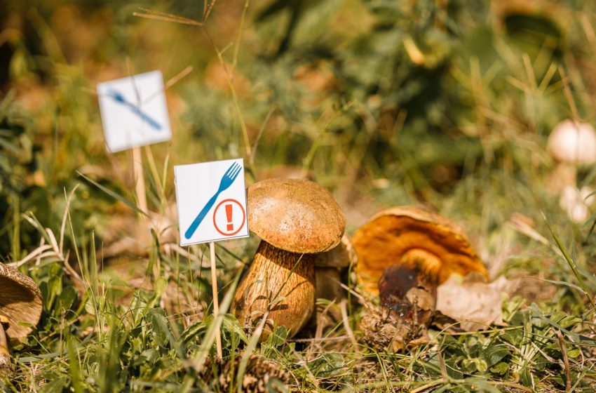 Expoziție de ciuperci proaspete: comestibile și toxice, la Grădina Botanică
