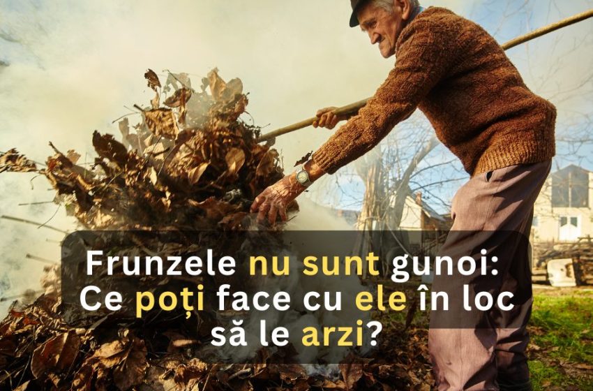  Frunzele nu sunt gunoi: Ce poți face cu ele în loc să le arzi?