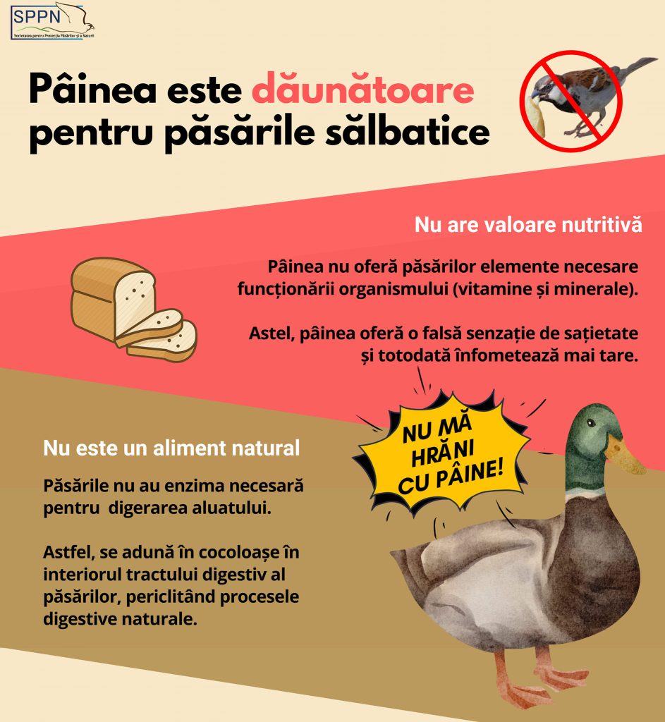 Sursa: Societatea pentru Protecția Păsărilor şi a Naturii