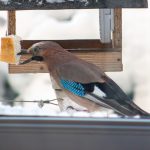 Cum ajutăm păsările în timpul iernii: cu ce le hrănim și cu ce nu