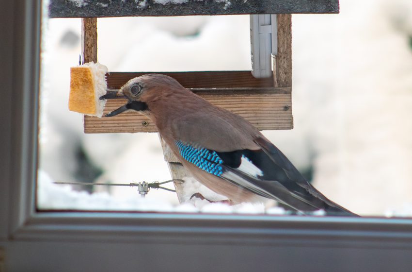  Cum ajutăm păsările în timpul iernii: cu ce le hrănim și cu ce nu