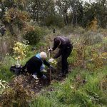 S-a dat startul campaniei de împădurire „Toamna 2025”: vor fi plantate peste 3.400 de hectare de pădure